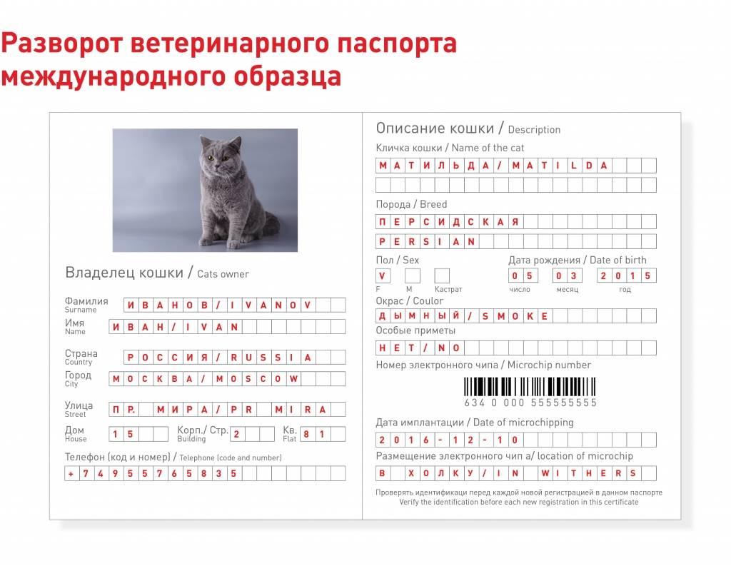 Как правильно сделать паспорт кошке, инструкция, советы, видео