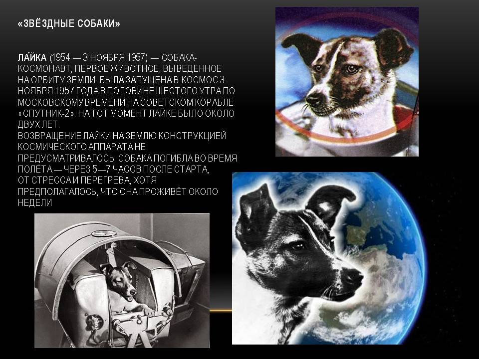 Какая первая собака полетела в космос