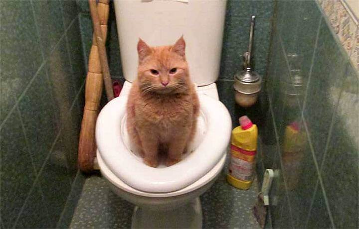 Как помочь коту, который не может сходить в туалет по-маленькому: что делать и основные причины