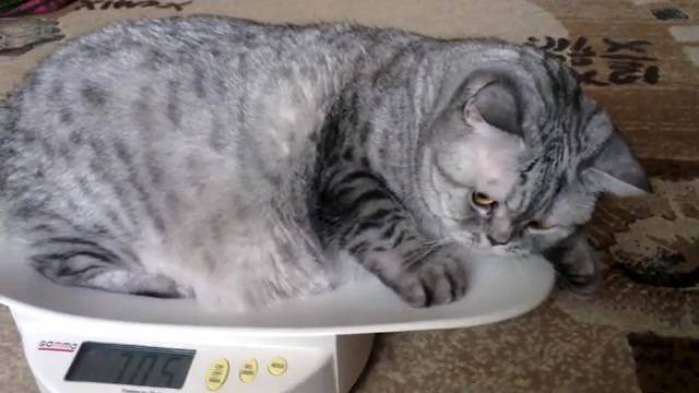 Оптимальный вес британского котенка по месяцам