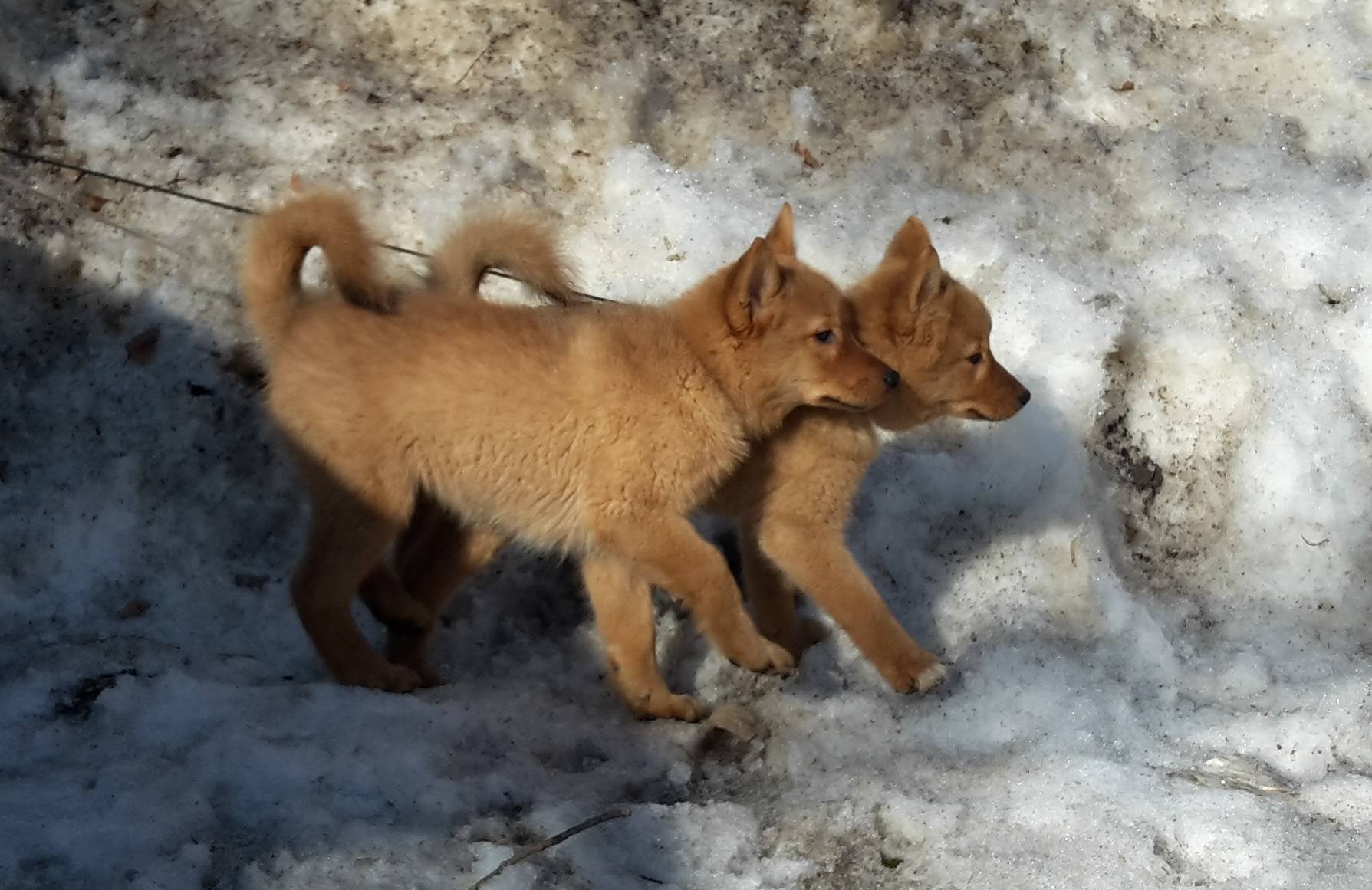 Карело-финская лайка — воспитание щенка, рацион и дрессировка