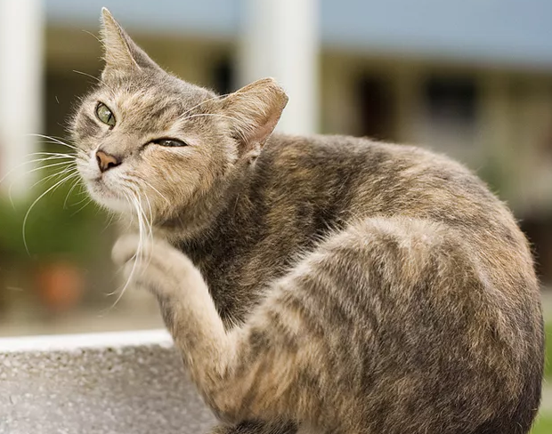 Виды и причины агрессии у кошек