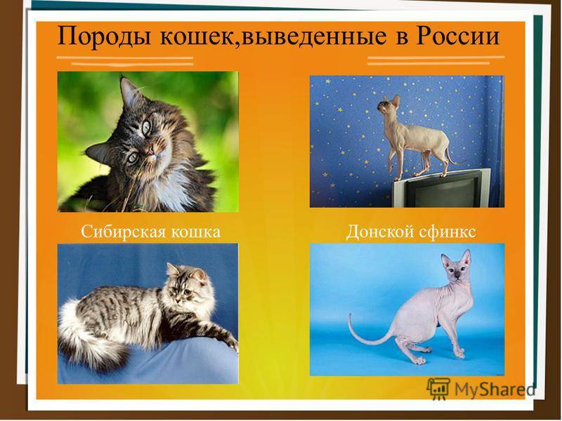 ᐉ 6 пород и 1 дикая кошка с кисточками на ушах: 47 фото и описание - zoogradspb.ru