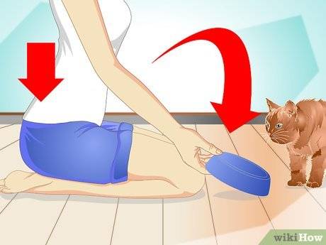 Как дрессировать кота или кошку — нюансы и техника