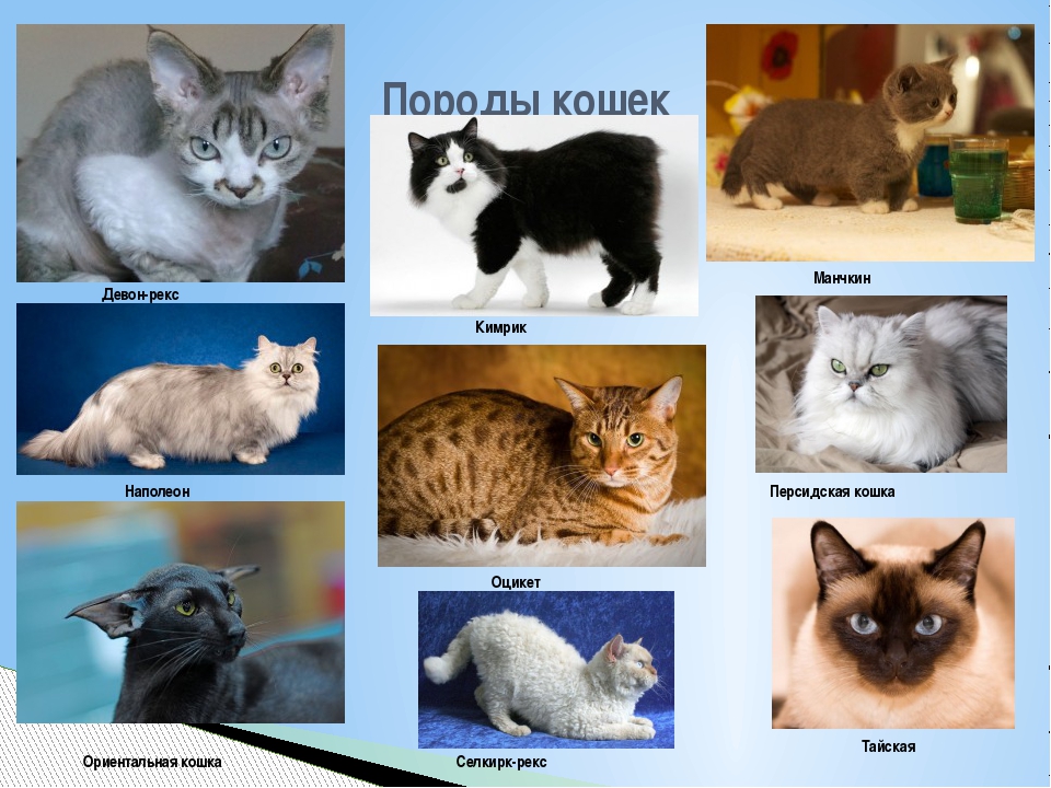 Имена породистых. Разнообразие пород кошек. Породы домашних кошек и собак. Породы домашних кошек 2 класс. Названия всех пород котов.