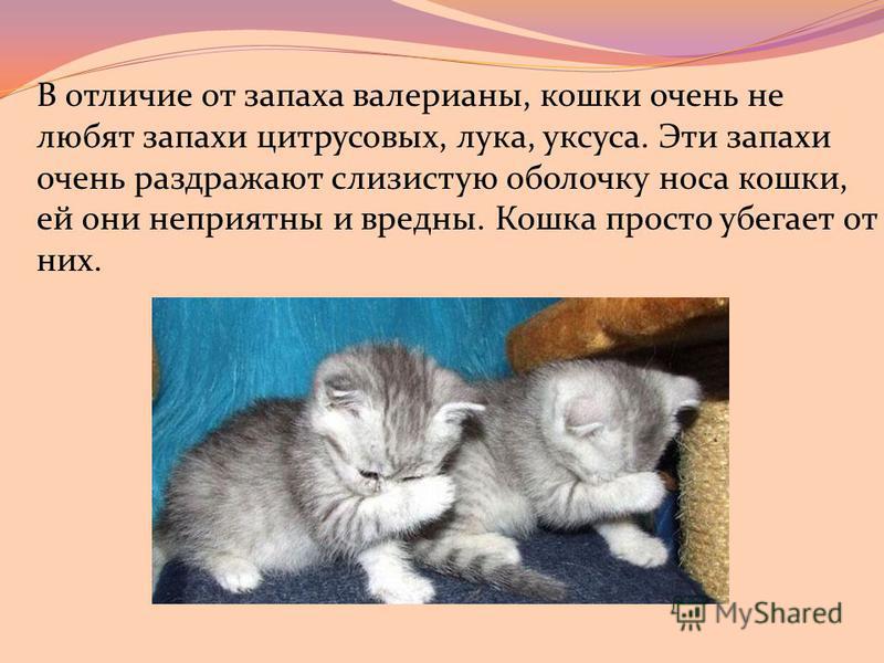 Какие запахи не любят коты