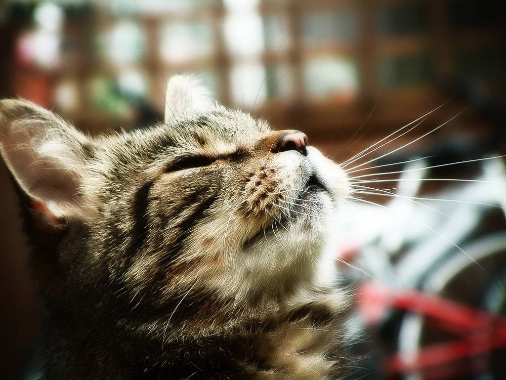 Почему кошка чихает? что делать, если это происходит постоянно?