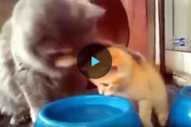 Котенок не пьет воду: что делать, как приучить, причины