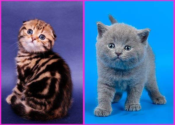 Шотландские прямоухие кошки: описание породы, виды окраса и содержание