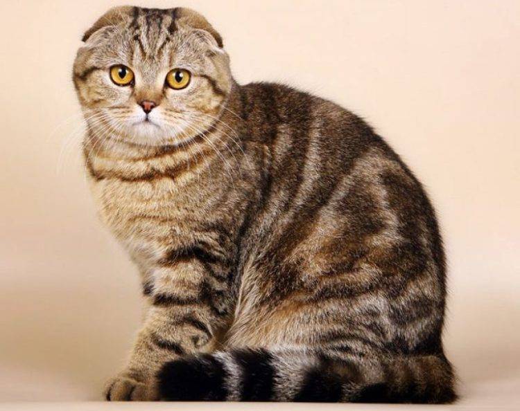 Шотландская вислоухая кошка (72 фото): описание характера котят породы скоттиш-фолд. сравнение шотландских вислоухих котов с британскими