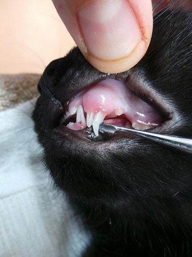 У котенка меняются зубы