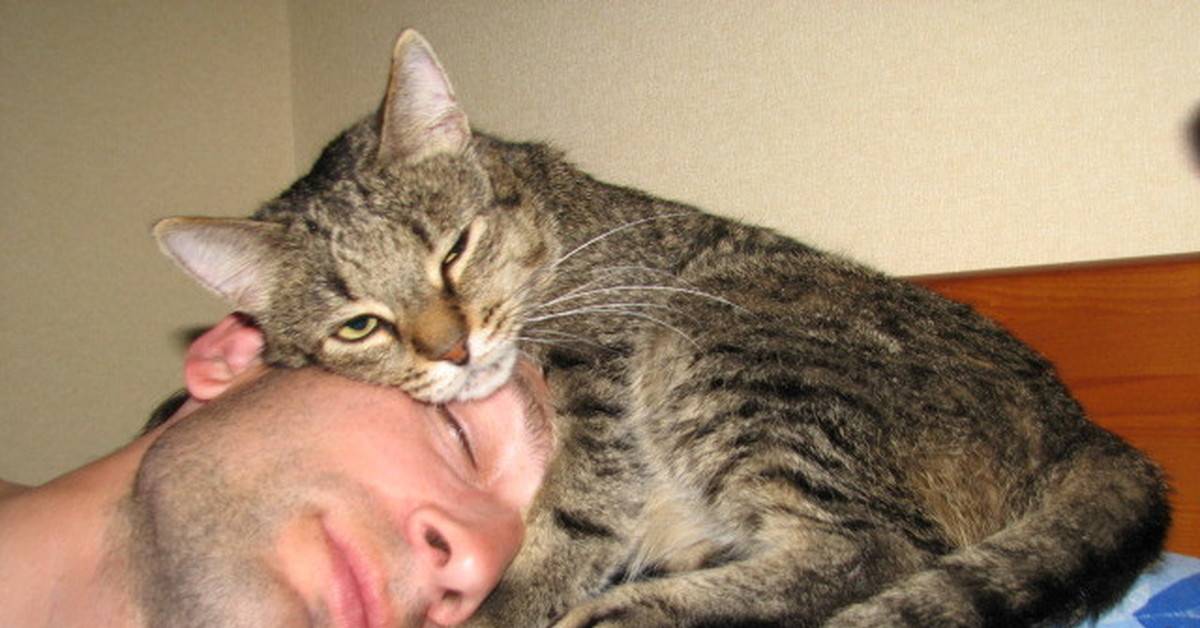 Кошка лижет руки и лицо у человека: причины, отучение
кошка лижет руки и лицо у человека: причины, отучение