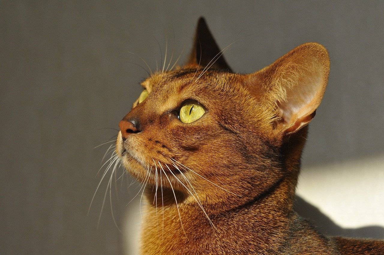 Абиссинская кошка: особенности характера и содержания породы