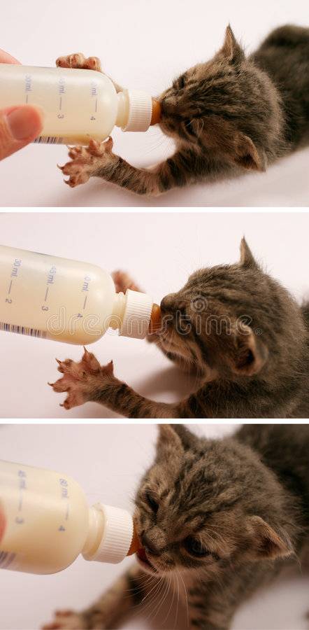 Как и чем кормить новорожденных котят