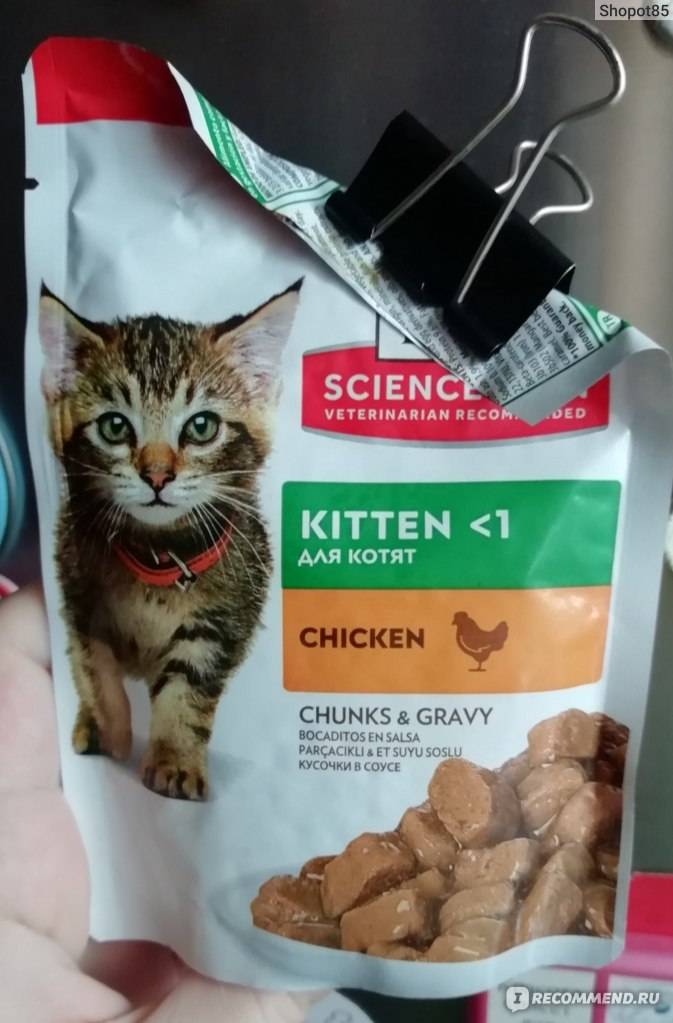 Как правильно кормить кошку сухим кормом