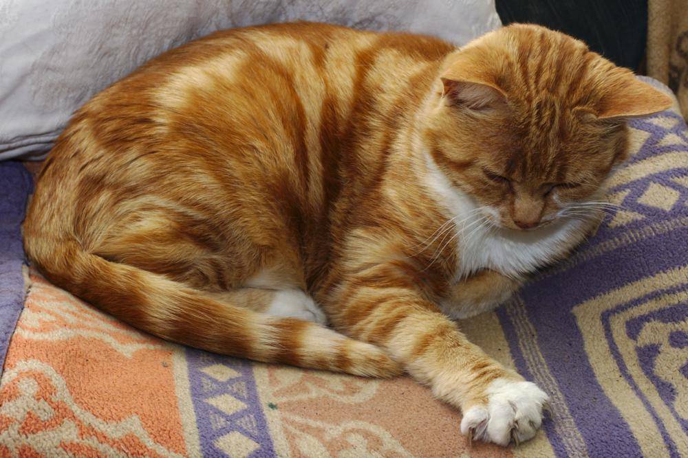 Почему коты и кошки топчут человека и одеяло передними лапками и мурчат