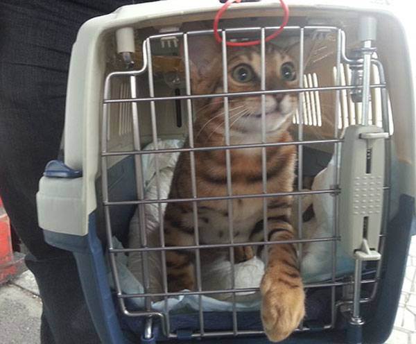 Как перевезти кошку в самолете,требования авиакомпаний и условия транспортировки кошек