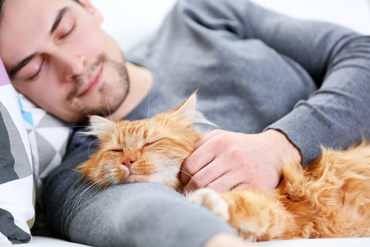 Приметы про сон кошки: на человека, в голове