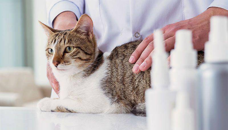 Ринит у кошек: признаки, диагностика, лечение, профилактика