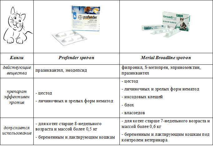 Лечение ринита у кошек схема лечения форум