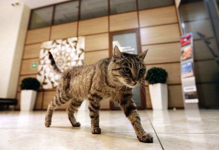 Из-за чего у кота может повиснуть хвост?