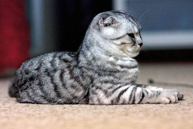 Вес шотландского кота в 1 год