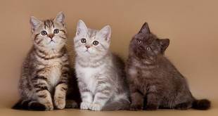 Инбридинг и разведение линий у кошек - почему это делается? - советы для домашних животных - 2020
