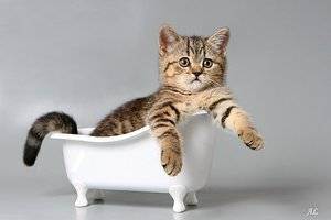 Нужно ли мыть кошек домашних. как правильно мыть кошку и как часто можно это делать? водные процедуры для кошки