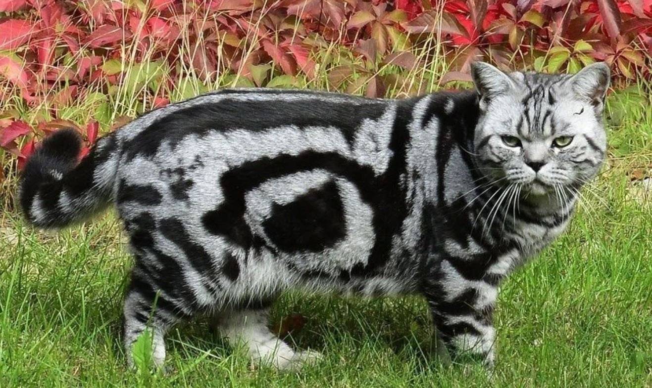 Характеристика котов и кошек породы британец мраморного окраса с фотографиями