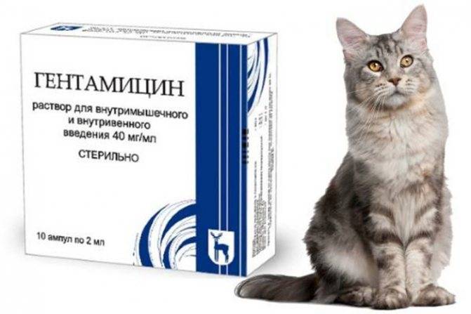 Глобфел-4 для кошек: инструкция по применению, цена сыворотки, дозировка