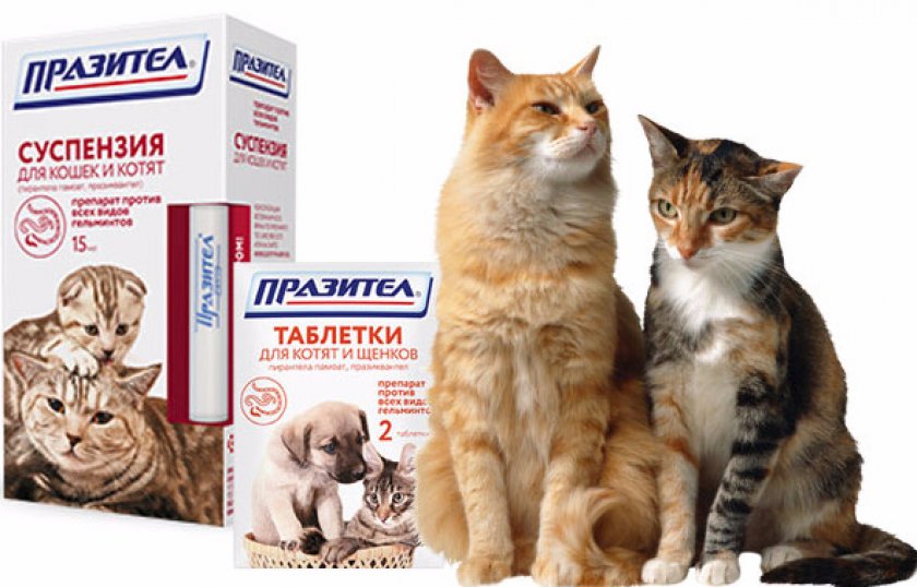 Празител и празител плюс: суспензия и таблетки для дегельминтизации кошек и собак