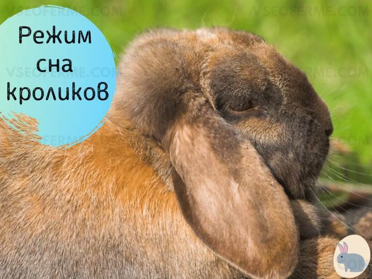 Сколько часов спит кролик. декоративные кролики