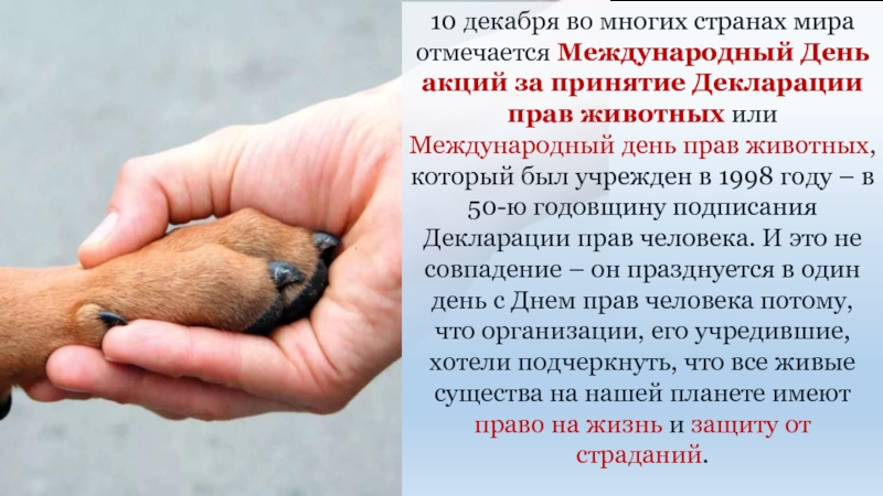 Праздник наших «братьев меньших» – день животных