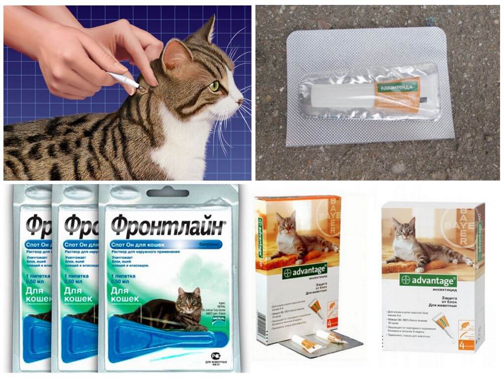 15 лучших капель от блох для кошек: рейтинг по качеству и отзывам