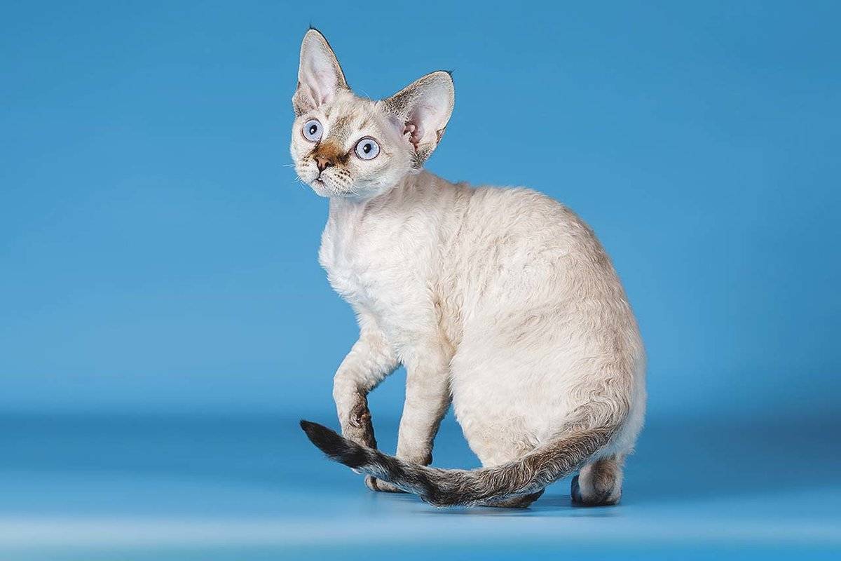 Гипоаллергенная кошка. породы кошек - фото, описание :: syl.ru