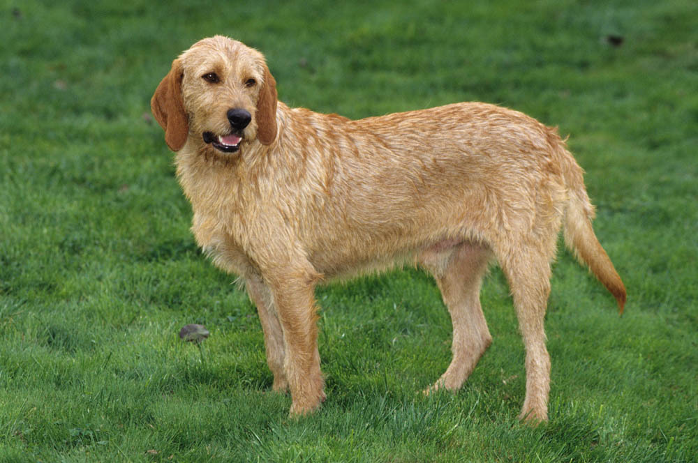 Описание бассет-хаунда: особенности породы, характер собаки, выбор щенков