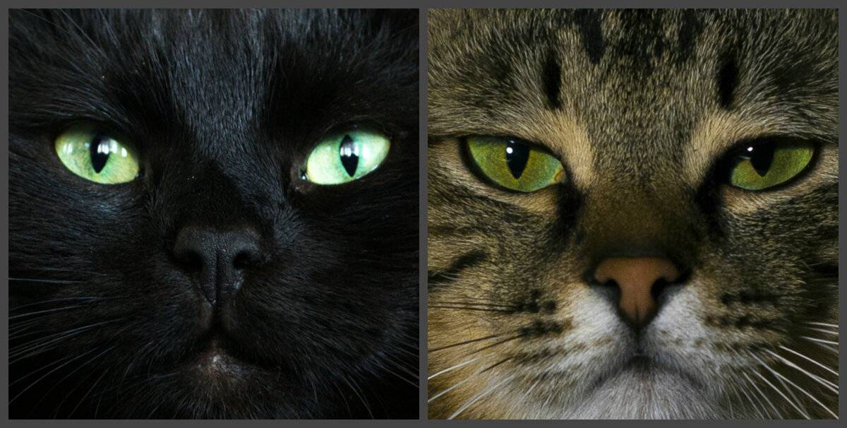 Изменение цвета глаз у кошек