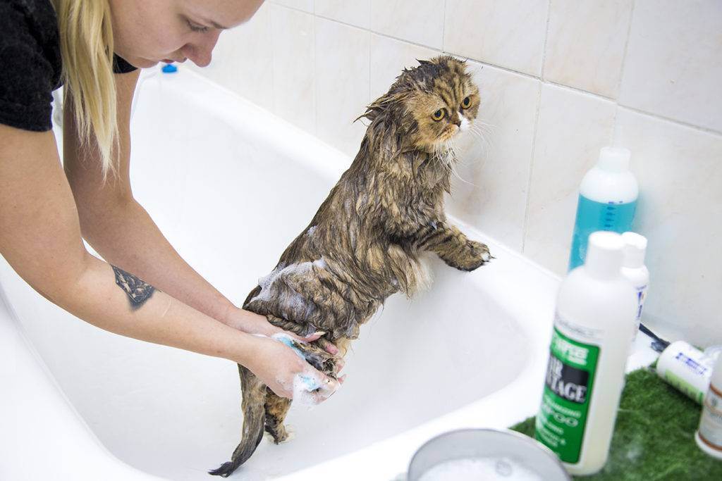 Как помыть кота в домашних условиях - если он боится воды, можно ли обычным шампунем, что делать, если он агрессивный и царапается