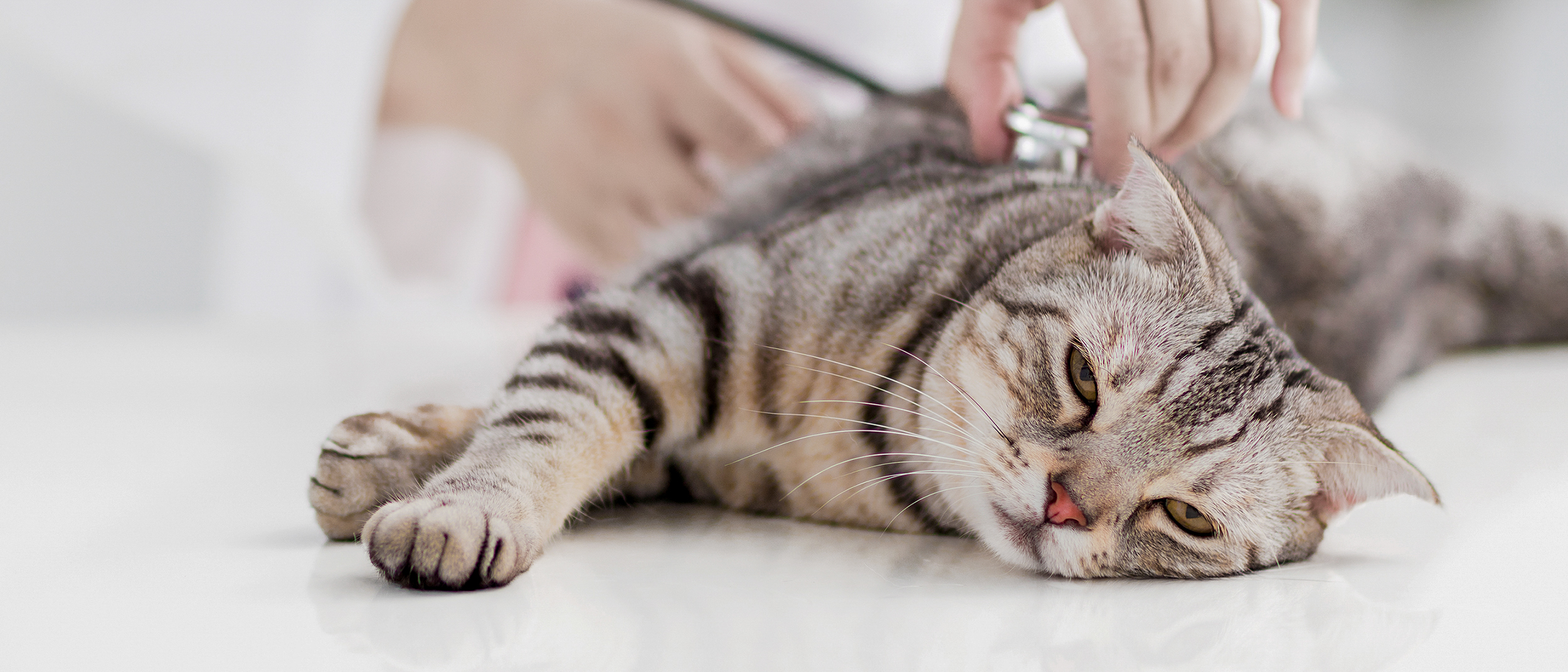 Вакцинация кошек - что нужно знать
