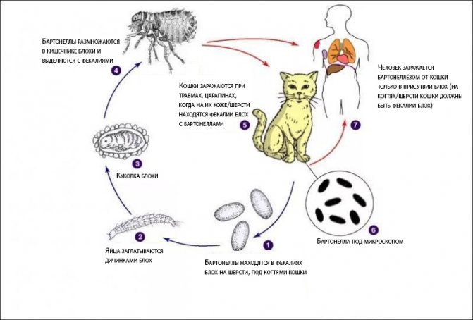 4 причины гемобартенелеза у кошек - симптомы и лечение