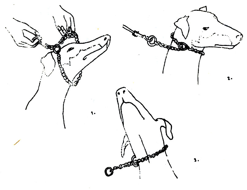 Собакам как пользоваться. Как одевать удавку на собаку. Как одевать поводок удавку на собаку. Цепь удавка для собак. Узел для поводка собаки.
