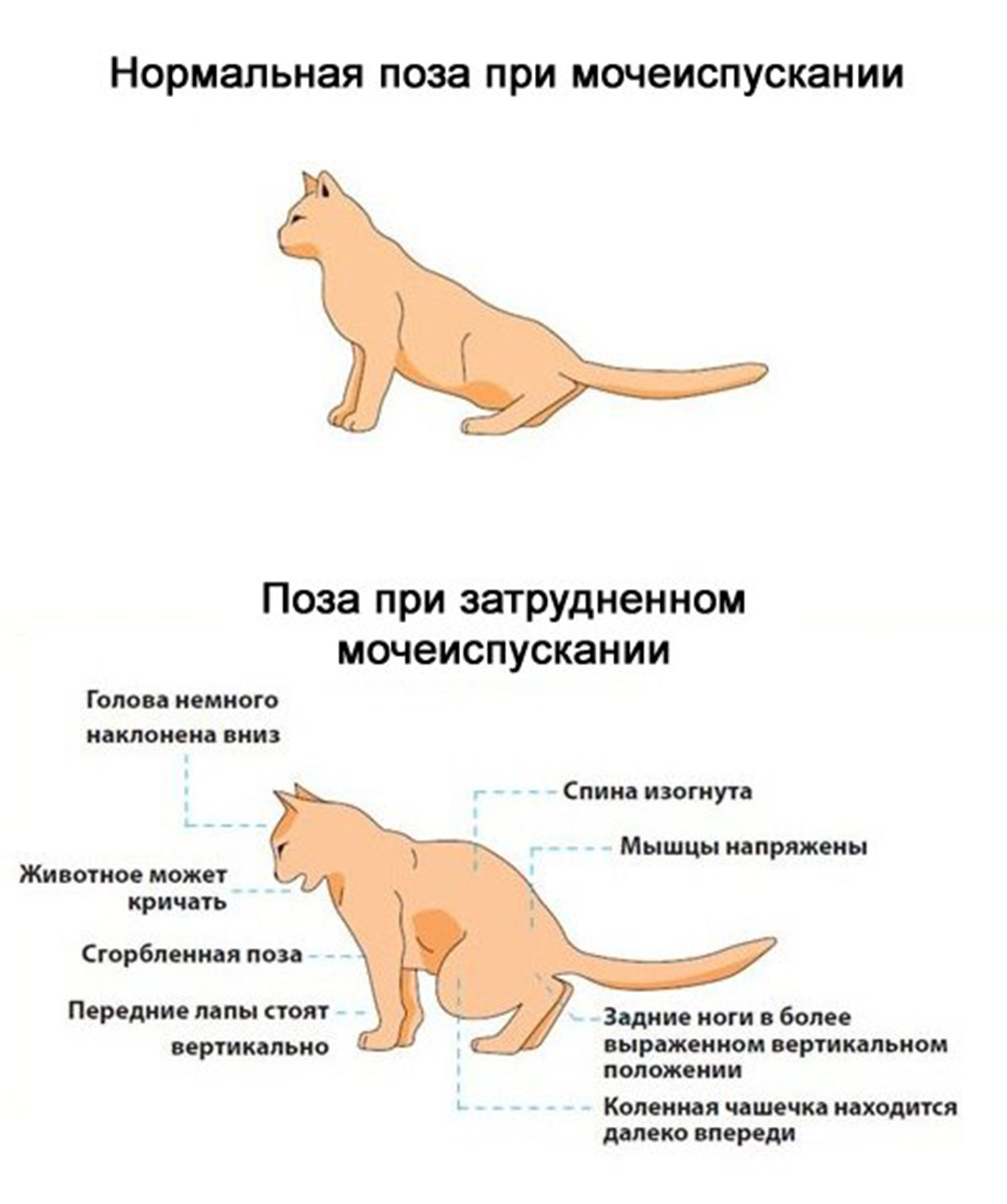 Инсульт у кошек - симптомы и лечение