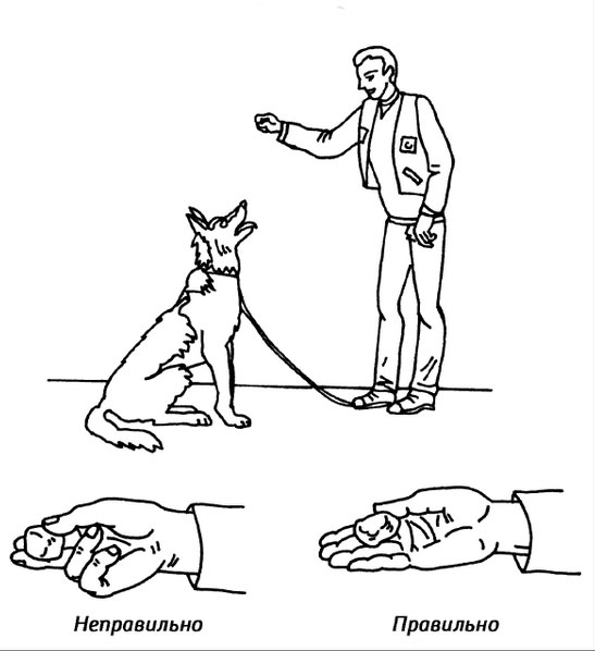 Как научить собаку команде дай лапу (+видео)