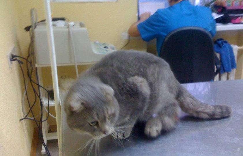 Болезни шотландских вислоухих кошек - причины, признаки, терапия