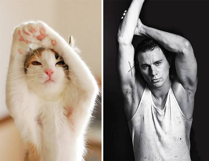 Самый известный кот в мире: знаменитые и популярные кошки, кошачьи звезды интернета