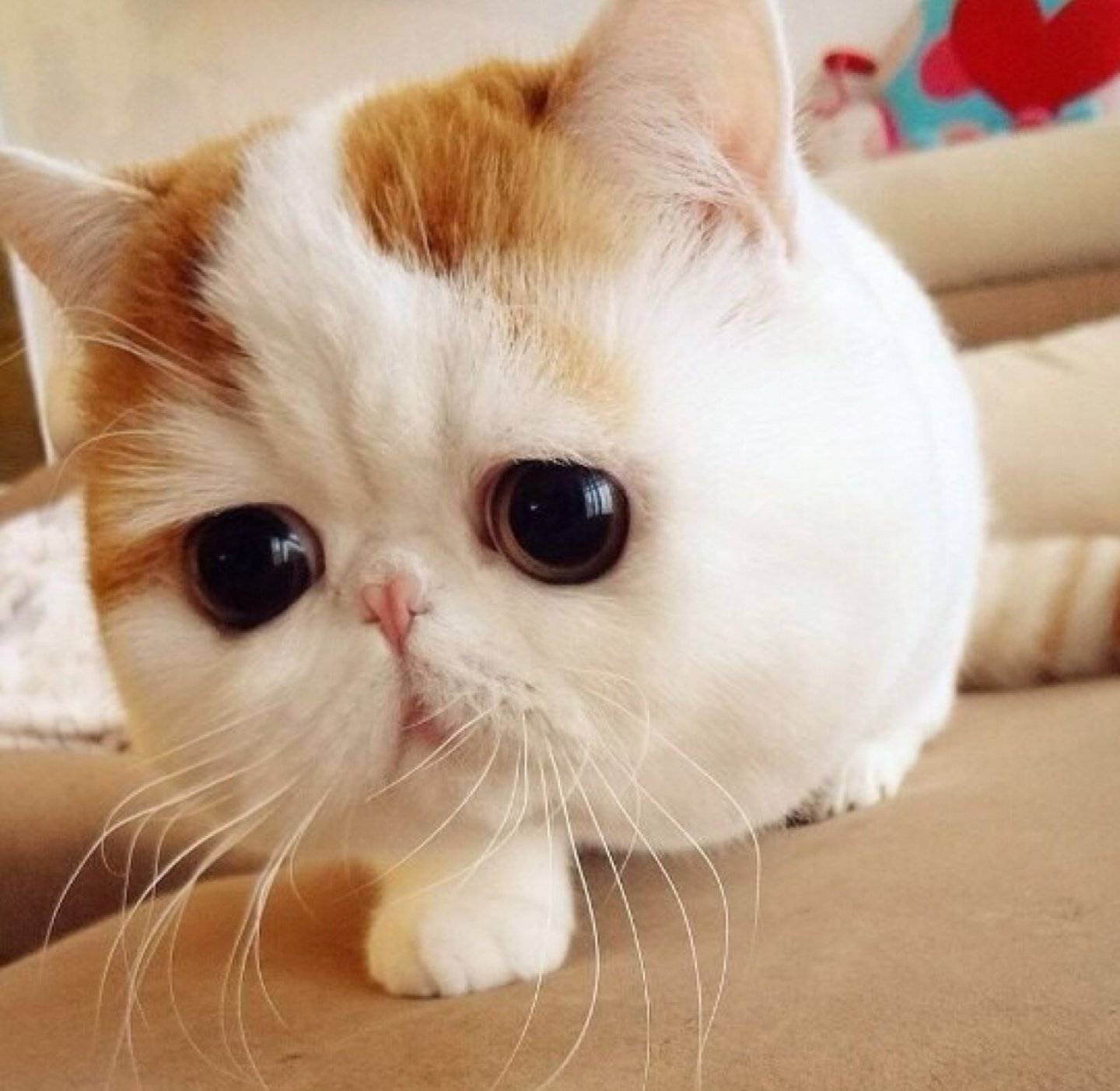Котик с большими глазами милота