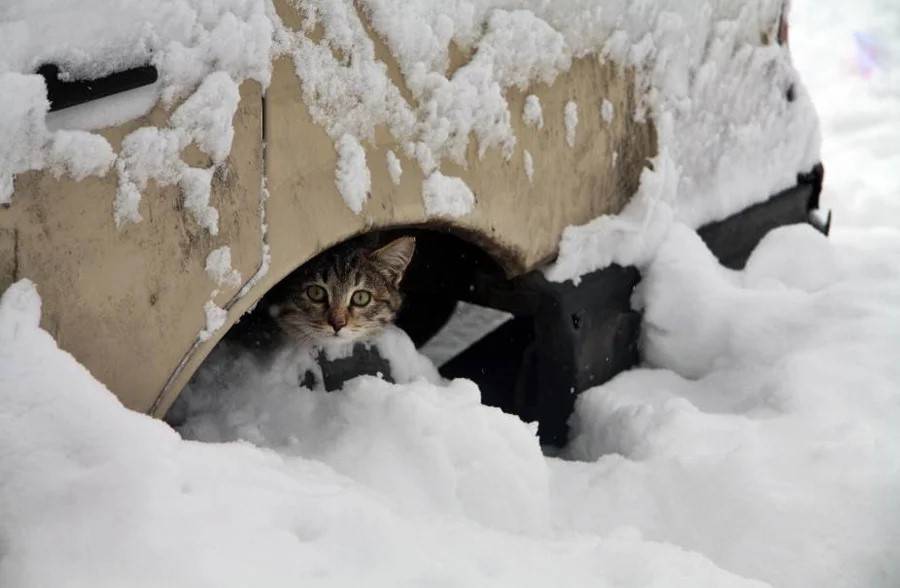 При какой температуре кошки могут жить на улице: какие породы не переносят холода - wlcat.ru