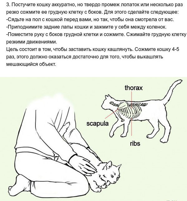 Кашляет кот: диагностика и определение причины, первая помощь