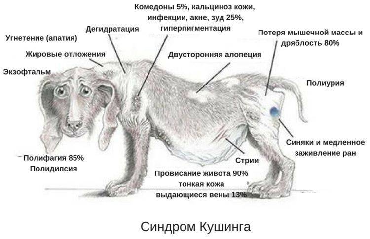 Атопический дерматит у собак схема лечения форум