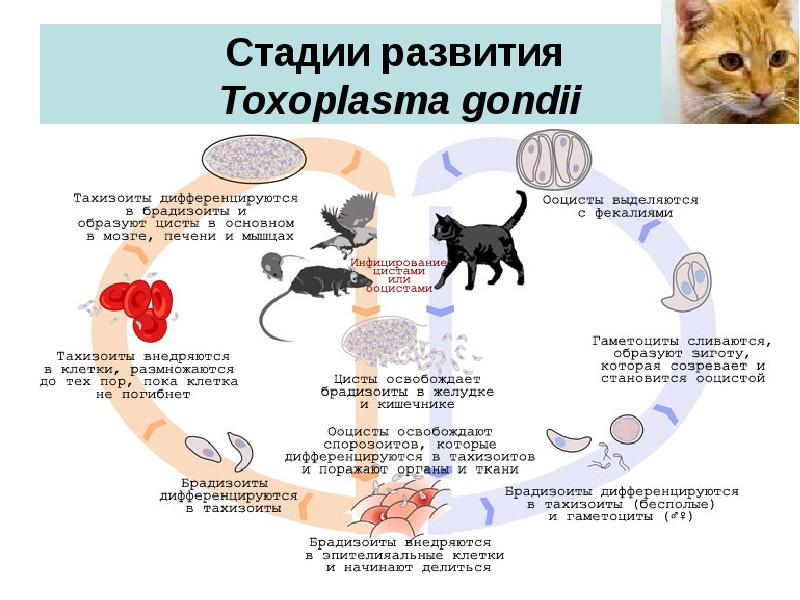 Инфекции кошек: пути передачи, опасность, виды, лечение, профилактика